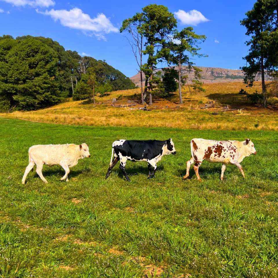 Lucky Isibaya Nguni heifer prize image 1