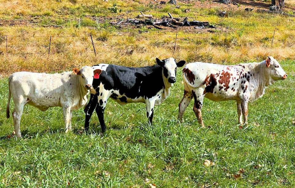 Lucky Isibaya Nguni heifer prize image 2