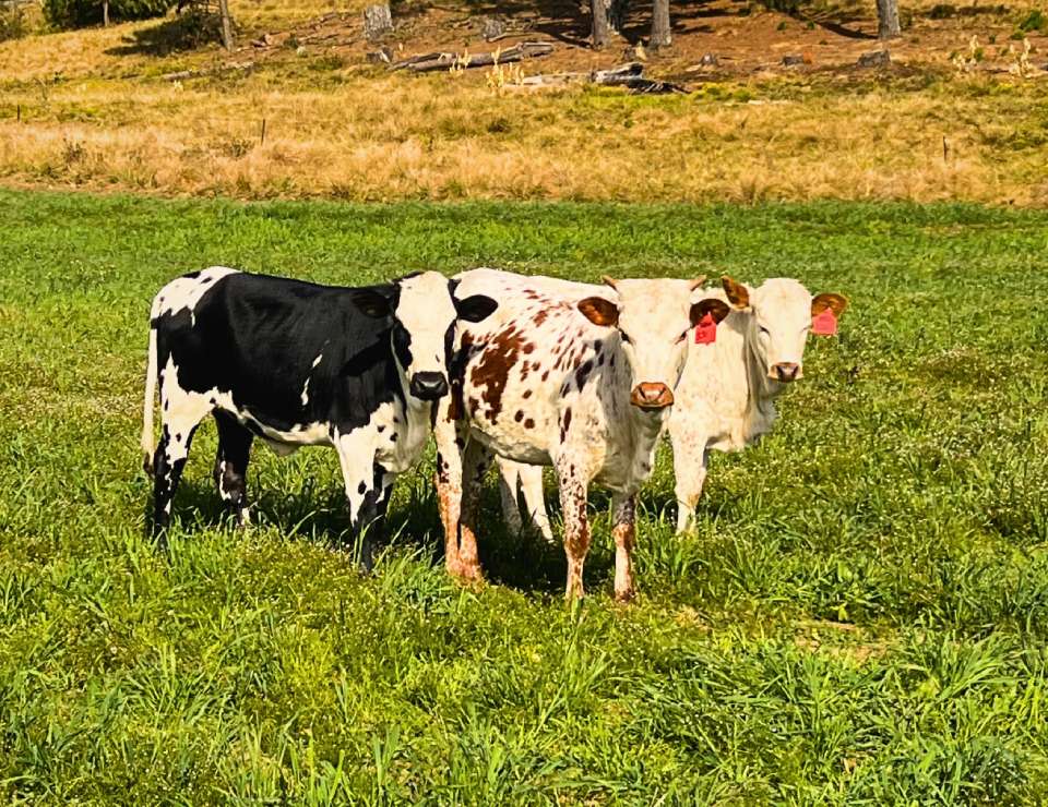 Lucky Isibaya Nguni heifer prize image 3